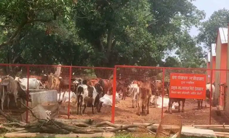 Inspection of Bijnor's Mohanpur Gaushala