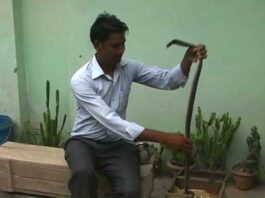 Hardoi Teacher Shailendra playing with cobra like a toy