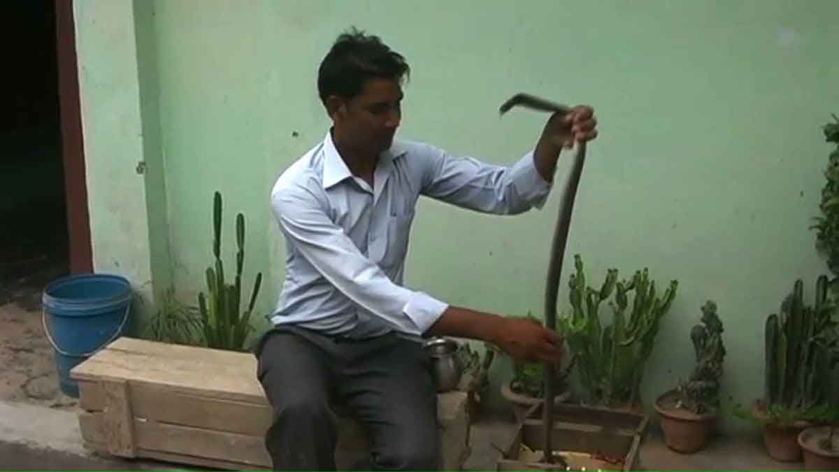 Hardoi Teacher Shailendra playing with cobra like a toy