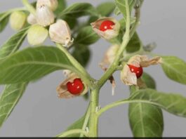 6 health benefits of Ashwagandha that you should know