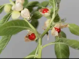 6 health benefits of Ashwagandha that you should know