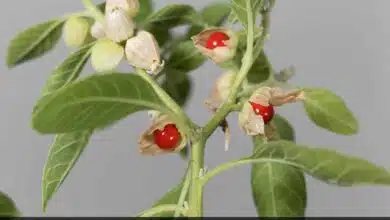 6 health benefits of Ashwagandha that you should know