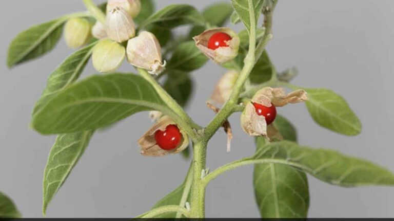 Ashwagandha के 6 स्वास्थ्य लाभ, जो आपको जानने चाहिए