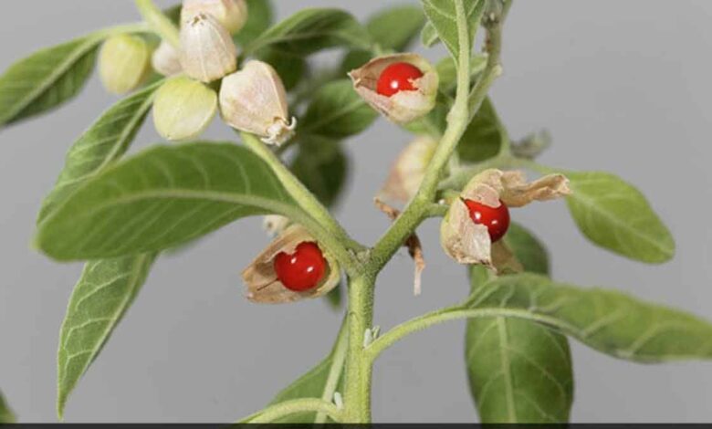6 health benefits of Ashwagandha that you should know