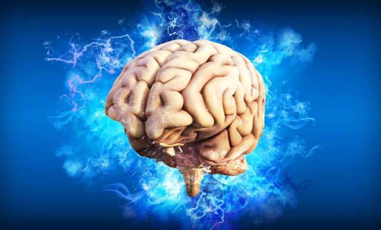 6 Rich Foods for Brain Health