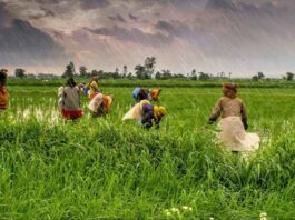 bad monsoon effected rice cultivation in india