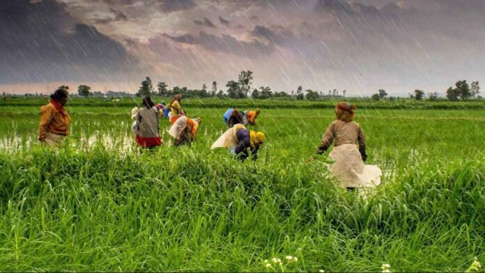 bad monsoon effected rice cultivation in india