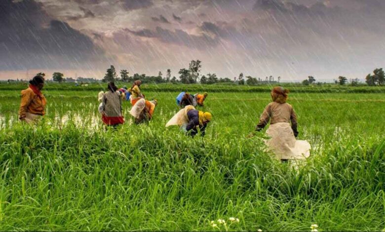 bad monsoon effected rice cultivation in india