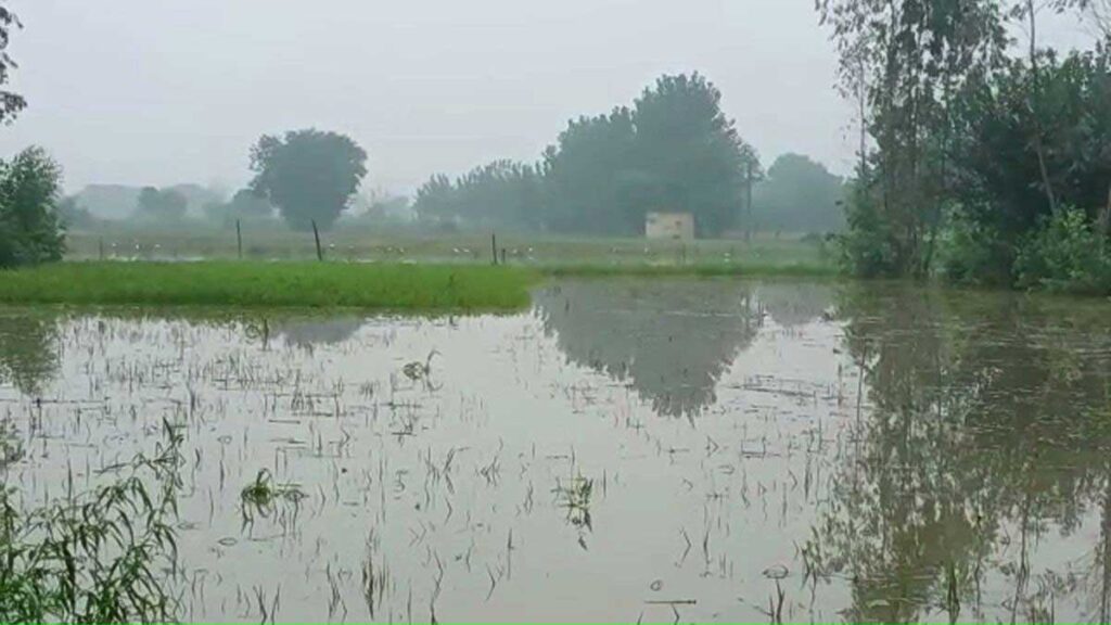 Heavy rain in Bulandshahr paddy crops ruined