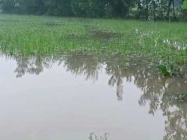 Heavy rain in Bulandshahr paddy crops ruined