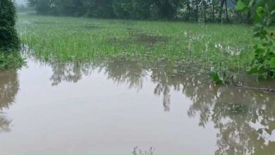 Heavy rain in Bulandshahr paddy crops ruined