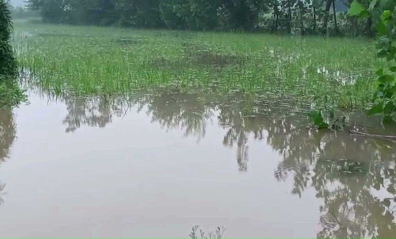 Heavy rain in Bulandshahr paddy crops ruined