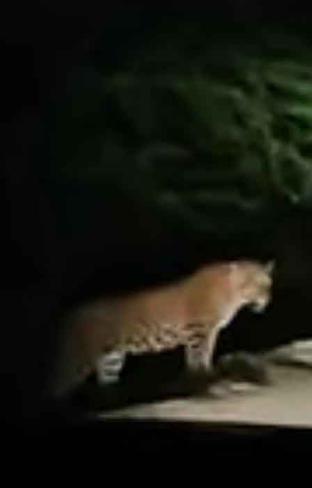 Leopard seen in Viharipur forest of Amroha