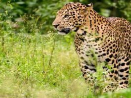 Leopard seen in Viharipur forest of Amroha