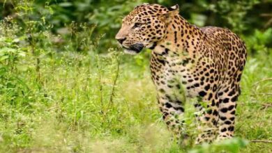 Leopard seen in Viharipur forest of Amroha