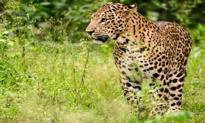 Leopard seen in Viharipur forest of Amroha