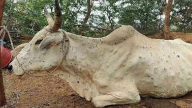 Lumpy skin disease cases in cattle on the rise
