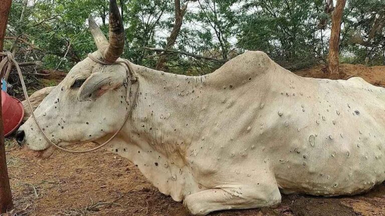 Lumpy त्वचा रोग के मामले मवेशियों में बढ़ रहे हैं, यहां हमें जानने की जरूरत है