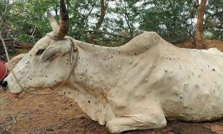 Lumpy skin disease cases in cattle on the rise