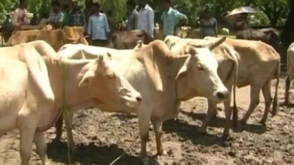 Lumpy skin disease cases in cattle on the rise
