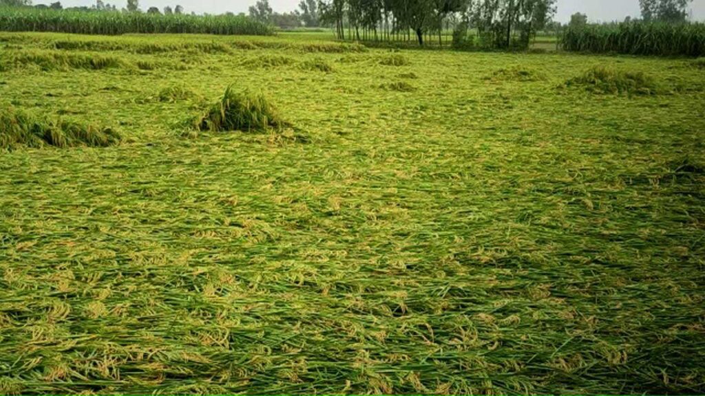 Paddy crop ruined by strong wind and rain in Amroha