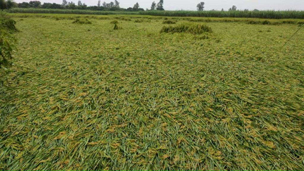 Paddy crop ruined by strong wind and rain in Amroha