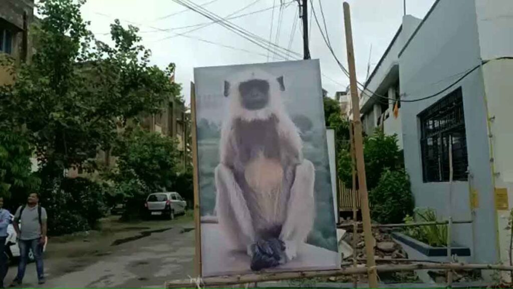 The Unique Way to Avoid Monkeys in Bareilly