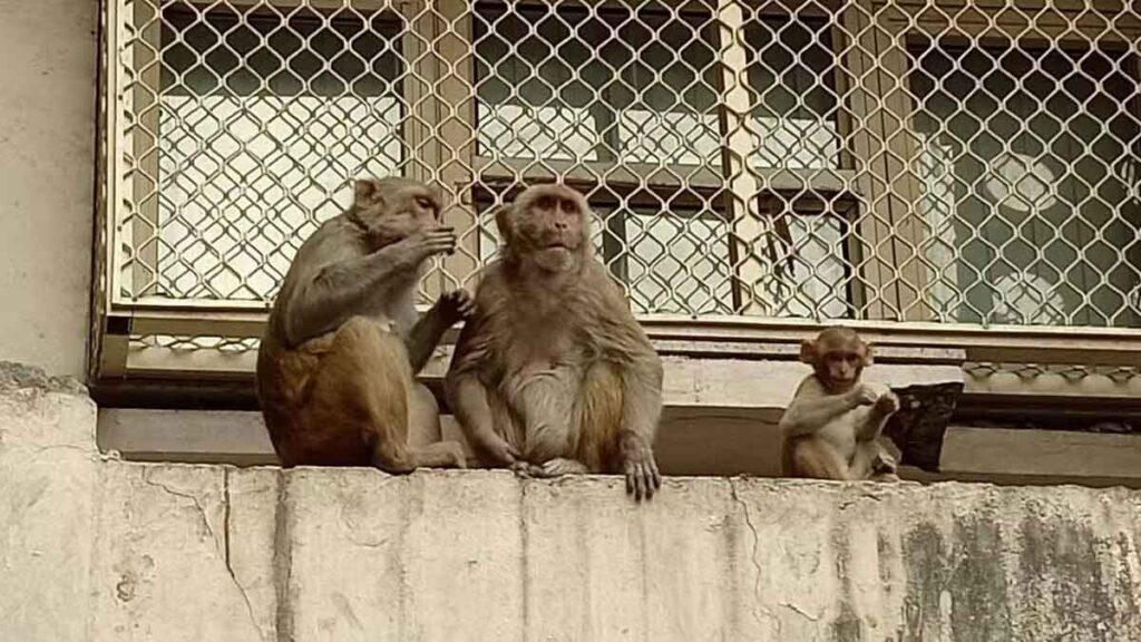 The Unique Way to Avoid Monkeys in Bareilly