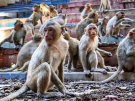 The Unique Way to Avoid Monkeys in Bareilly