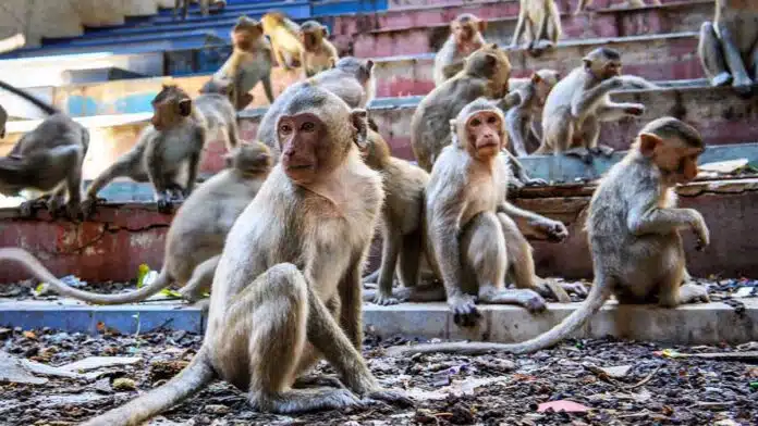 The Unique Way to Avoid Monkeys in Bareilly