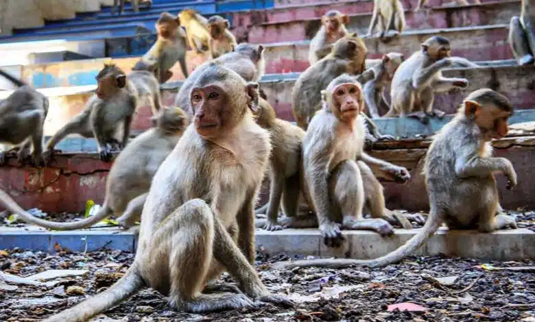 The Unique Way to Avoid Monkeys in Bareilly