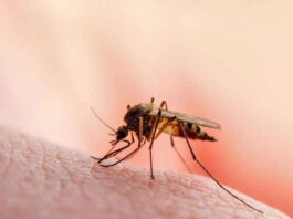 Effective ways to keep mosquitoes away and prevent dengue malaria