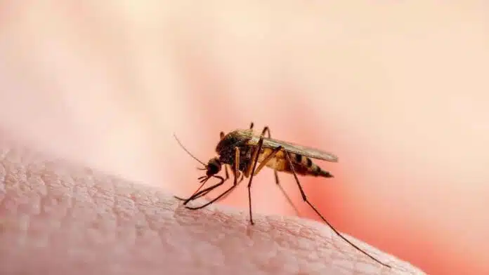 Effective ways to keep mosquitoes away and prevent dengue malaria