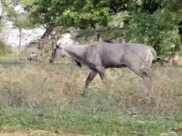 Bijnor Bike riding farmer dies after colliding with Nilgai