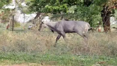 Bijnor Bike riding farmer dies after colliding with Nilgai