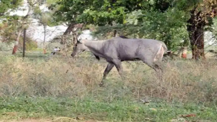 Bijnor Bike riding farmer dies after colliding with Nilgai