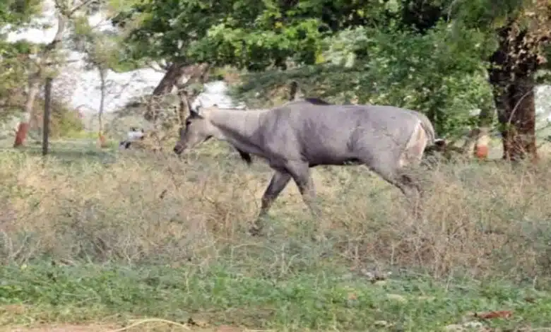 Bijnor Bike riding farmer dies after colliding with Nilgai