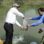1.5 lakh fishes released in Deoria Gandak river