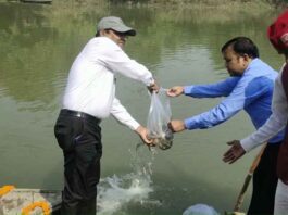 1.5 lakh fishes released in Deoria Gandak river