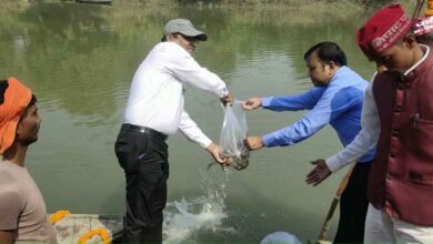 1.5 lakh fishes released in Deoria Gandak river