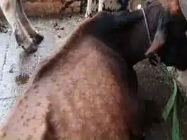 Lumpy disease spreading rapidly in Amroha