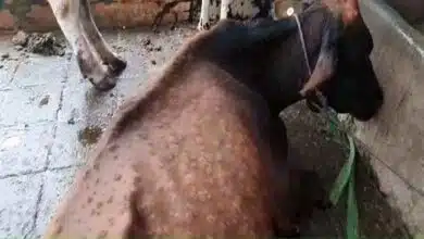 Lumpy disease spreading rapidly in Amroha