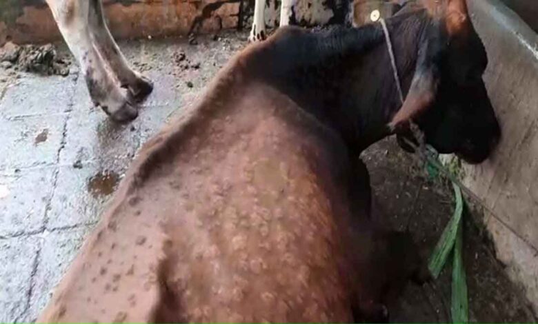 Lumpy disease spreading rapidly in Amroha