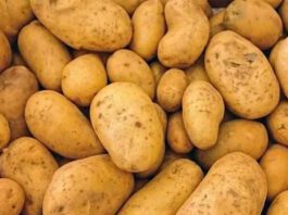 Potato is good for heart health; know the reason