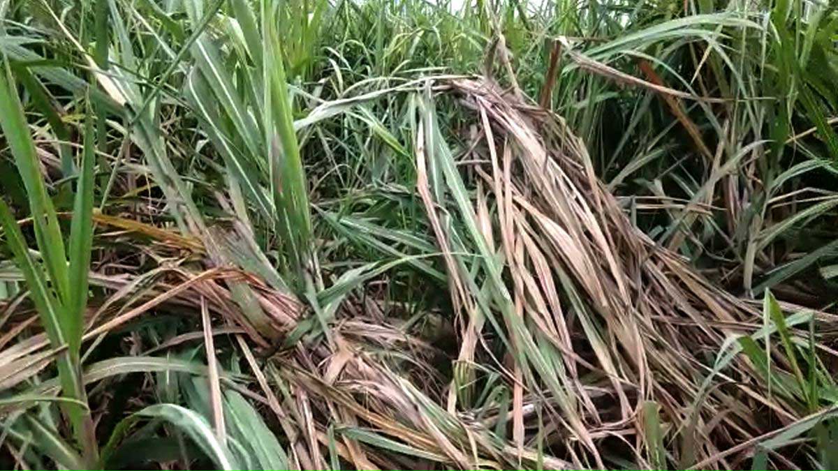 Rain became a disaster for crops in Bijnor 1 Rain became a disaster for crops in Bijnor