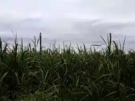 Rain became a disaster for crops in Bijnor