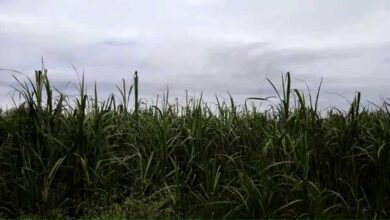 Rain became a disaster for crops in Bijnor