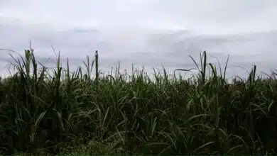 Rain became a disaster for crops in Bijnor