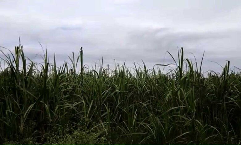 Rain became a disaster for crops in Bijnor