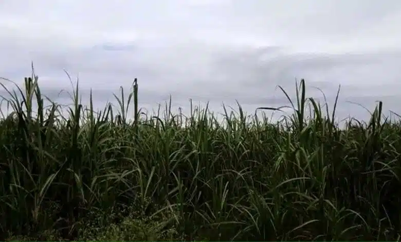 Rain became a disaster for crops in Bijnor